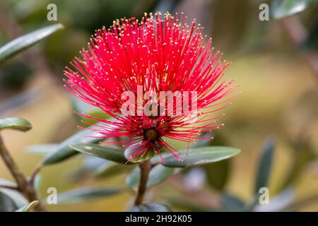 Makro der Pohutukawa Blume, neuseeländischer Weihnachtsbaum Stockfoto