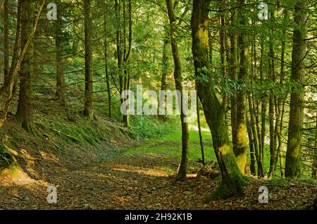 Strahlte Sonnenschein durch Bäume im Wald, Frühherbst. Mit gefallenen Blättern auf dem Boden, Perthshire, Schottland Großbritannien Stockfoto