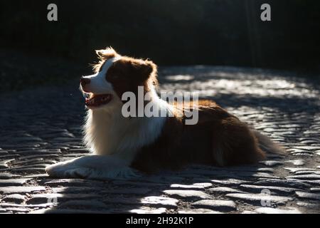 Bezaubernder junger Border Collie Hund sitzt auf dem Boden gegen Abendsonne Licht. Niedliche flauschige Petportrait. Stockfoto