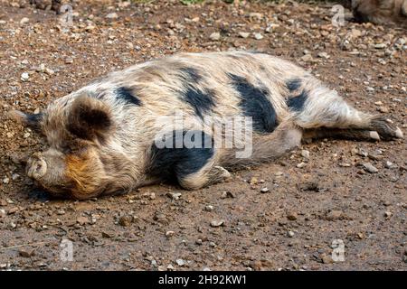 Ein einziges Kunekune Schwein, das im Wellington Zoo ruht Stockfoto
