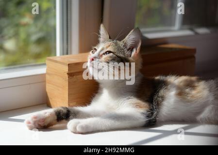 Eine dreifarbige kleine Katze liegt auf der Fensterbank im Sonnenlicht Stockfoto