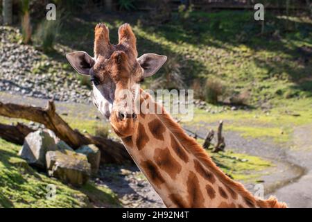 Landschaftsseite auf Aufnahme einer Giraffe mit Kopf und Hals im Wellington Zoo, Neuseeland Stockfoto