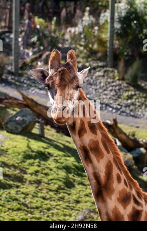 Porträtaufnahme einer Giraffe mit Kopf und Hals im Wellington Zoo, Neuseeland Stockfoto