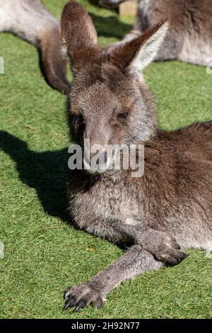 Eastern Grey Kangaroo (Macropus giganteus) legt sich im Wellington Zoo nieder Stockfoto