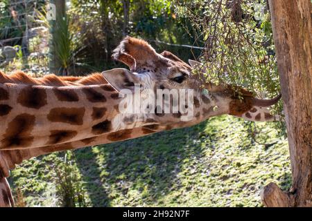 Eine Giraffe, die ihre Zunge ausstreckt, um sich von einem Baum im Wellington Zoo, Neuseeland, zu ernähren Stockfoto