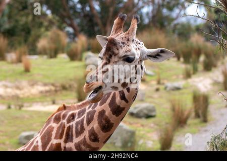 Die Giraffe blickt mit offenem Mund in einem lächelnden Gesichtsausdruck auf die Kamera im Wellington Zoo, Neuseeland Stockfoto