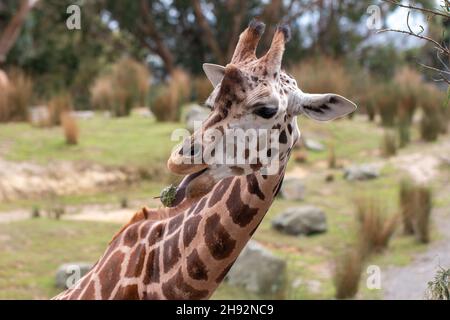 Giraffe frisst Blätter mit der Zunge im Wellington Zoo, Neuseeland Stockfoto