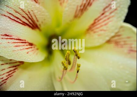 Schöne weiße Amaryllis Blume Stockfoto