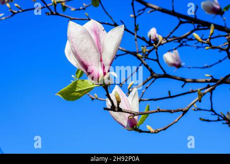 Nahaufnahme einer zarten weißen und rosa Magnolienblume in voller Blüte auf einem Ast in Richtung klaren blauen Himmel in einem Garten an einem sonnigen Frühlingstag, wunderschön Stockfoto