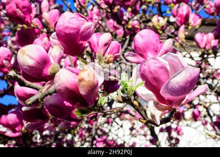 Nahaufnahme von vielen großen zarten weißen und rosa Magnolienblüten in voller Blüte auf einem Ast in Richtung klaren blauen Himmel in einem Garten an einem sonnigen Frühlingstag, b Stockfoto