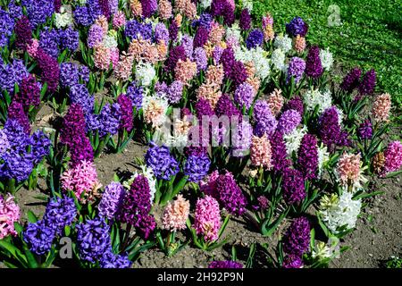 Viele gemischte farbige große rosa, weiße und blaue Hyazinthe oder Hyacinthus Blüten in voller Blüte in einem Garten in einem sonnigen Frühlingstag, schöne Outdoor-Blumen Stockfoto