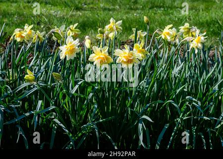 Gruppe von zarten weißen und vidid gelben Narzissenblüten in voller Blüte mit verschwommenem grünen Gras, in einem sonnigen Frühlingsgarten, schöne Outdoor-Blumen b Stockfoto