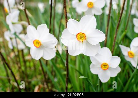 Gruppe von zarten weißen und vidid gelben Narzissenblüten in voller Blüte mit verschwommenem grünen Gras, in einem sonnigen Frühlingsgarten, schöne Outdoor-Blumen b Stockfoto