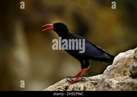 Pyrrhocorax pyrrhocorax - La chova piquirroja es una especie de ave paceriforme de la familia Corvidae. Stockfoto