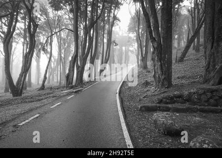 Straße in einem Wald mit Nebel bedeckt Stockfoto