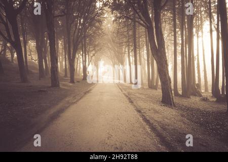 Weg in einem Wald mit Nebel bedeckt und von Bäumen umgeben. Schönes mystisches dunkles Foggy-Holz Stockfoto