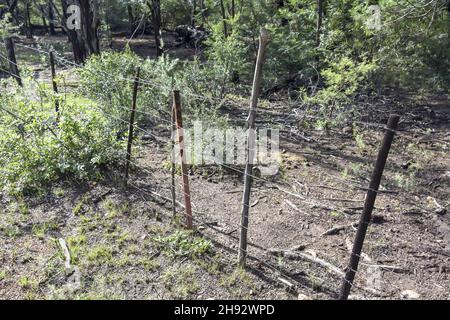 Ein improvisierter Zaun aus Holz und Stacheldraht auf einer Farm im östlichen Pretoria Südafrika, um Rinder aus einem Garten mit rotem Boden und Gras in sich zu halten Stockfoto