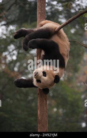 VERÖFFENTLICHUNG: 6. April 2018 TITEL: Pandas STUDIO: IMAX REGIE: David Douglas, Drew Fellman HANDLUNG: In den Bergen von Sichuan, China, verbindet sich ein Forscher mit Qian Qian, einem Panda, der die Natur zum ersten Mal erleben wird. (Bild: © IMAX/Entertainment Picturs) Stockfoto