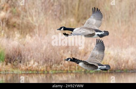 Nahaufnahme eines Paares Kanadagänse, die tief über dem Wasser fliegen, Stockfoto