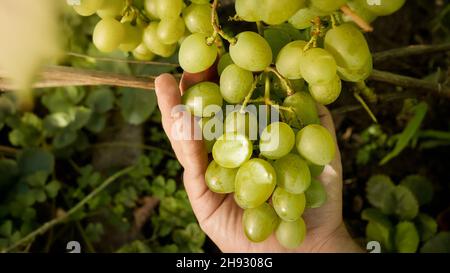Nahaufnahme des Landwirts, der Trauben aus reifen Bio-Trauben im heimischen Weinberg hält Stockfoto