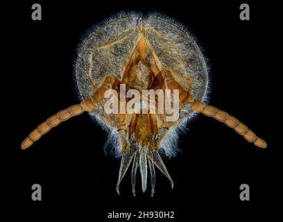 Dunkelfeld-Photomikrograph, männliche europäische Honigbiene, APIs mellifera, Drohnenkopf Stockfoto