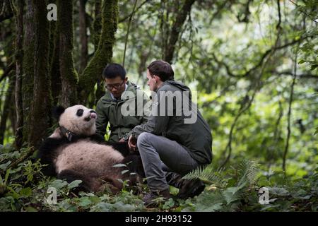 VERÖFFENTLICHUNG: 6. April 2018 TITEL: Pandas STUDIO: IMAX REGIE: David Douglas, Drew Fellman HANDLUNG: In den Bergen von Sichuan, China, verbindet sich ein Forscher mit Qian Qian, einem Panda, der die Natur zum ersten Mal erleben wird. (Bild: © IMAX/Entertainment Picturs) Stockfoto