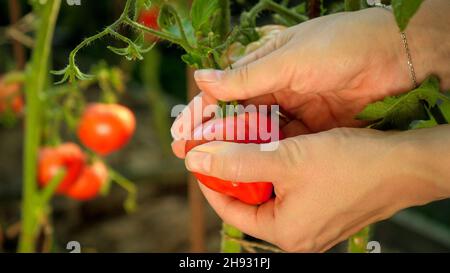 Nahaufnahme der Hände von Farmerinnen, die im heimischen Garten im Garten des Hinterhofs reife rote Tomaten pflücken Stockfoto