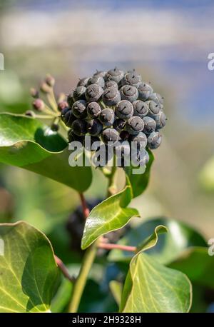 Ivy (Hedera Helix) auch bekannt als Common, English oder European Ivy. Reife schwarze Früchte. Stockfoto