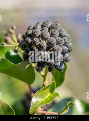 Ivy (Hedera Helix) auch bekannt als Common, English oder European Ivy. Reife schwarze Früchte. Stockfoto