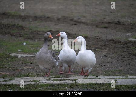 Nahaufnahme von drei grauen und weißen Gänsen, die auf der Farm spazieren Stockfoto