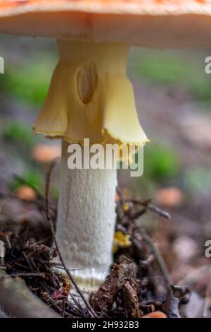 Amanita Muscaria, Fly agaric, Fly amanita. Rote Giftige Pilze. Weißer Stiel und gelbe einjährige Nahaufnahme. Selektiver Fokus. Stockfoto