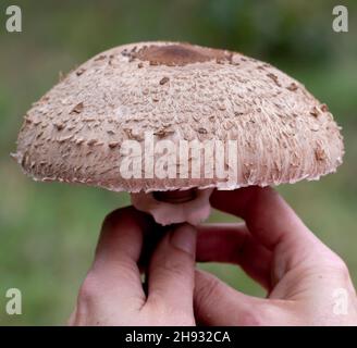 Frau, die den Parasolpilz (Macrolepiota procera) in den Händen hält. Nahaufnahme. Details. Stockfoto