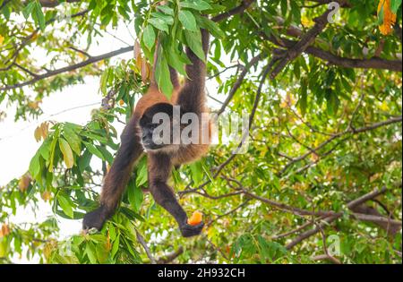 Spinnenaffen (Ateles), die Papaya fressen, eine Art von Spinnenaffen, die in Mittel- und Südamerika, Tortuguero, Costa Rica, gefunden wird. Stockfoto
