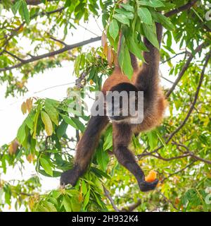 Spinnenaffen (Ateles) essen Papaya im quadratischen Format, Tortuguero Nationalpark, Costa Rica. Stockfoto