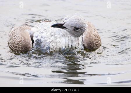 Eine juvenile Heringsmöwe, die im Winter baden kann Stockfoto
