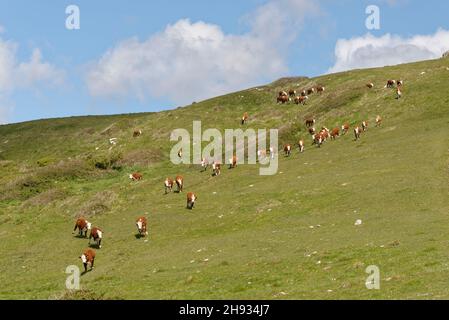 Herde of Hereford Cattle (Bos taurus) Bulllocks, die einen Graslandhang hinunter laufen, Durlston Country Park, Dorset, Großbritannien, Mai. Stockfoto