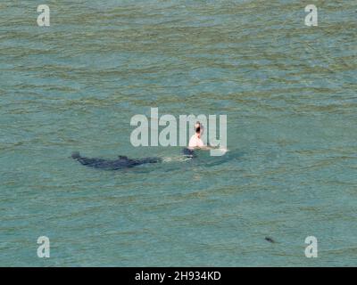 Graurobbe (Halichoerus grypus) schwimmt unter Wasser und nähert sich einem Mann, der im Meer steht, Kynance Cove, Cornwall, Großbritannien, Juni. Stockfoto
