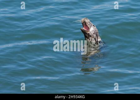 Graurobben (Halichoerus grypus) Weibchen gähnend, als sie in einer geschützten Bucht mit dem Kopf nach oben im Meer schwimmt, The Gower, Wales, Großbritannien, August. Stockfoto