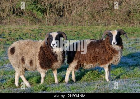 Jacob Schafe (Ovis aries) zwei Widder dieser alten britischen Rasse stehen auf heimattem Weideland, Wiltshire, Großbritannien, Dezember. Stockfoto