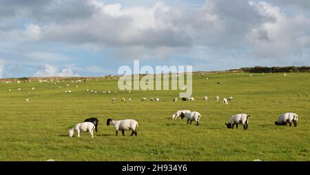 Hausschaf (Ovis aries) weiden Hügel Weideland, Nord Cornwall, Großbritannien, September. Stockfoto