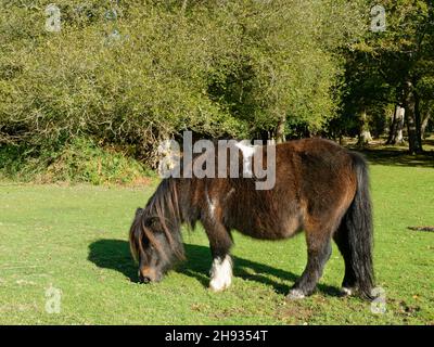 Shetland Pony (Equus caballus) Weideland auf Waldlichtung, Fritham, New Forest, Hampshire, Großbritannien, Oktober. Stockfoto