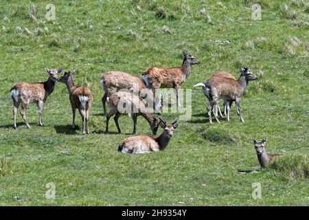 Sika-Hirsche (Cervus nippon) Hirsche und Hirsche, die auf einem Graslandhang grasen und ruhen, in der Nähe von Worth Matravers, Dorset, Großbritannien, Mai. Stockfoto