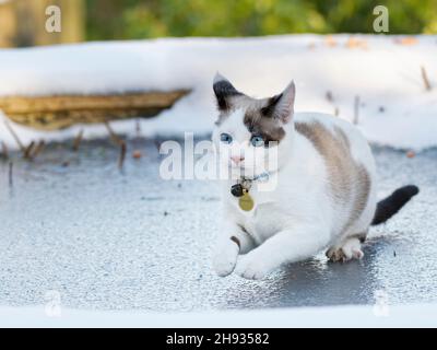 Schneeschuhkatzen (Felis catus) jagen Vögel auf einem gefrorenen Gartenteich, Wiltshire, Großbritannien, Januar. Stockfoto