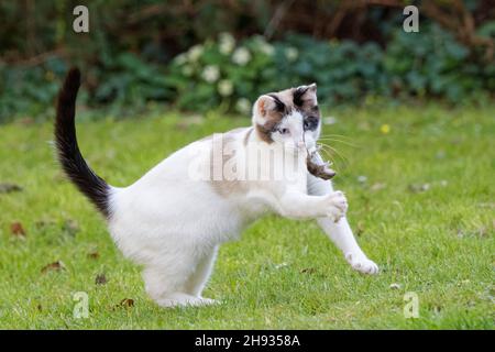 Schneeschuhkatze (Felis catus), die auf einem Gartenrasen mit einer toten Langschwanzmaus (Apodemus sylvaticus) spielt, Wiltshire, Großbritannien, April. Stockfoto