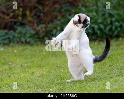 Schneeschuhkatze (Felis catus), die auf einem Gartenrasen mit einer toten Langschwanzmaus (Apodemus sylvaticus) spielt, Wiltshire, Großbritannien, April. Stockfoto