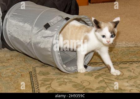 Schneeschuhkatzen (Felis catus), die aus einem Katzentunnel in einem Wohnzimmer hervorgehen, Wiltshire, Großbritannien, November. Stockfoto