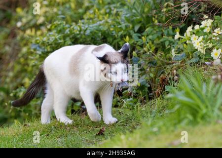 Schneeschuhkatze (Felis catus), die eine langschwanzige Feldmaus (Apodemus sylvaticus) trägt, hat sie gefangen, Wiltshire Garden, Großbritannien, April. Stockfoto