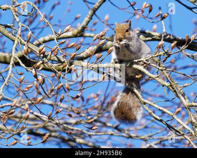 Graues Eichhörnchen (Sciurus carolinensis), das sich an Blattknospen in einem Buchenbaum (Fagus sylvaticus) ernährt, Wiltshire, Großbritannien, April. Stockfoto