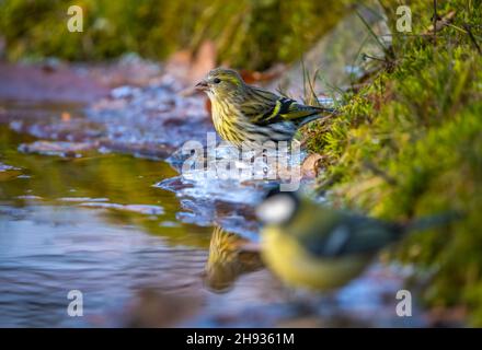 Vögel Siskins und Blauvögel sitzen am Rand des Eises am Rand des Teiches und trinken Wasser Stockfoto