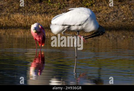 Ein Waldstorch, Mycteria americana, vorne und ein Roseatspoonbill, Platalea ajaja, ein großer Watvögel mit rosa Gefieder und einer unverwechselbaren Spatel-Form Stockfoto